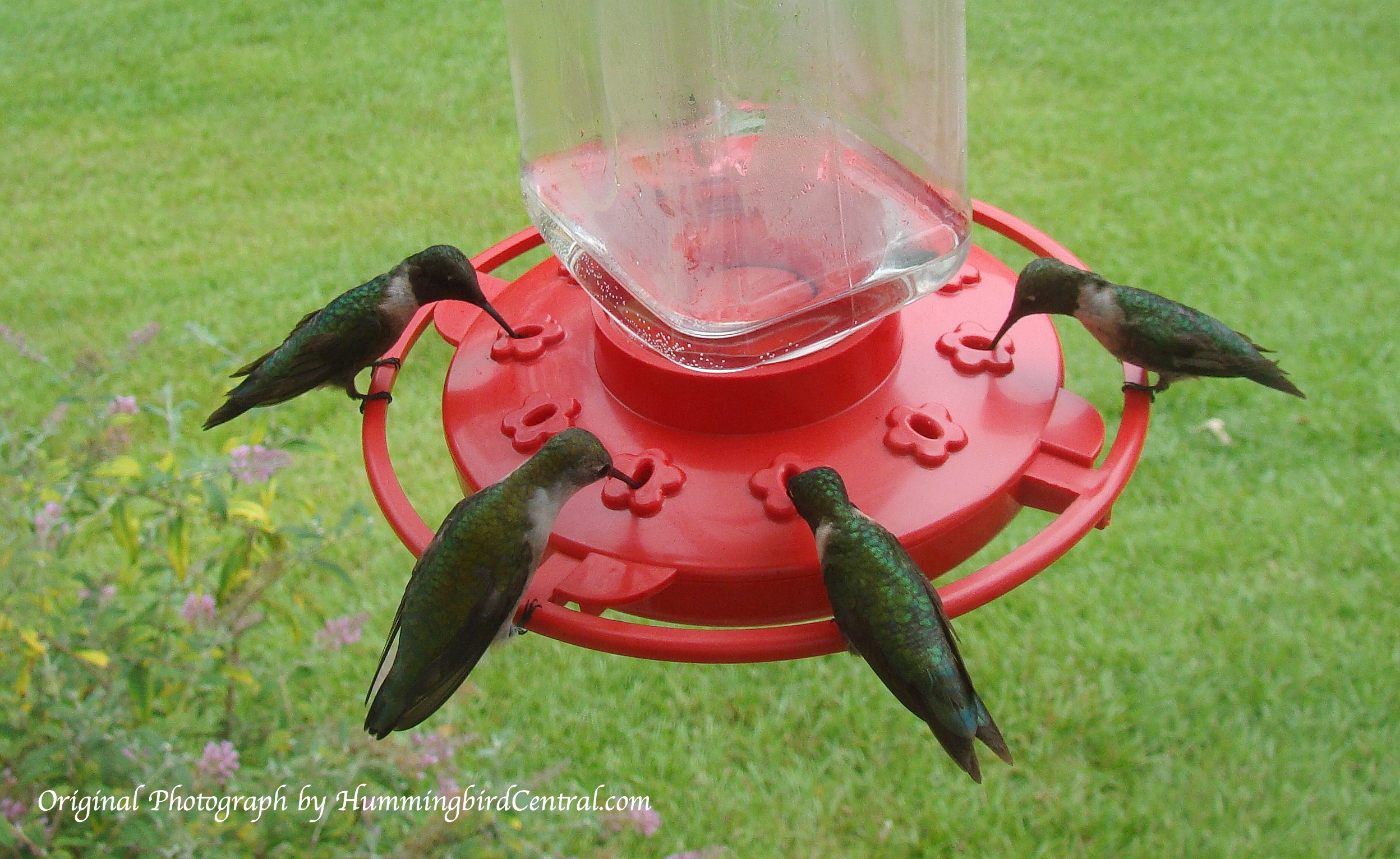 Hummingbird feeding mania near Tyler Texas